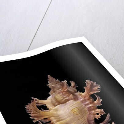 Chicoreus nobilis by Anonymous