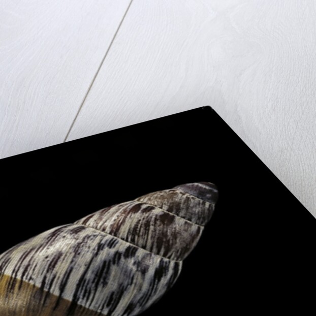 Chrysallis aspera by Anonymous