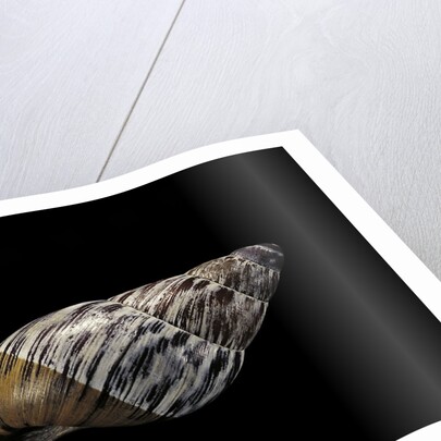 Chrysallis aspera by Anonymous