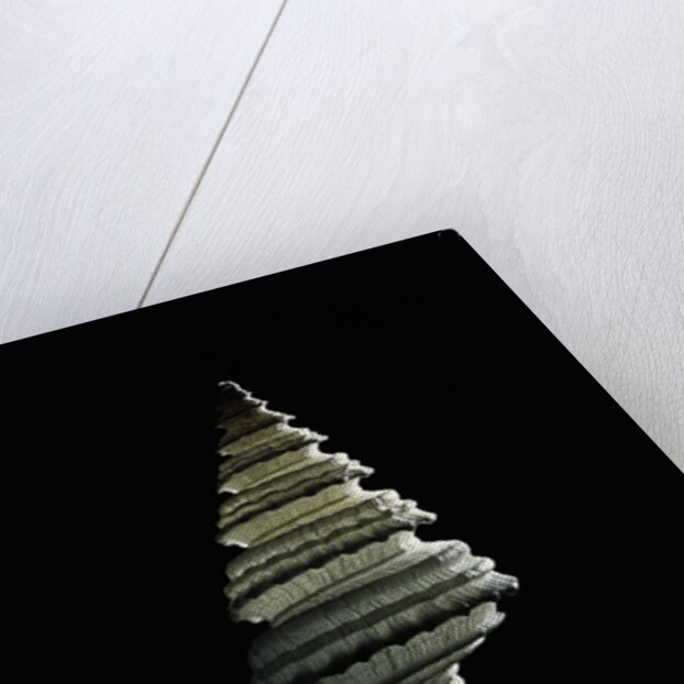 Columbarium juliae by Anonymous