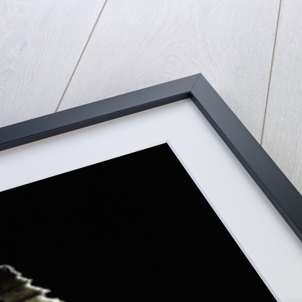 Columbarium juliae by Anonymous