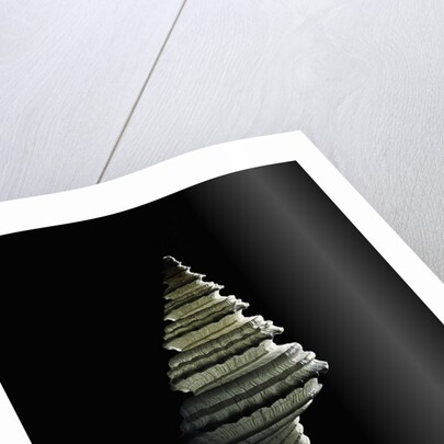 Columbarium juliae by Anonymous