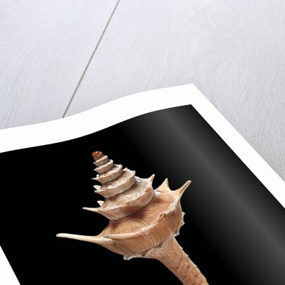 Columbarium pagoda by Anonymous