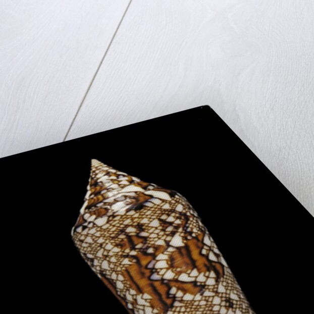 Conus bengalensis by Anonymous