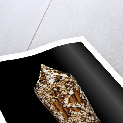 Conus bengalensis by Anonymous