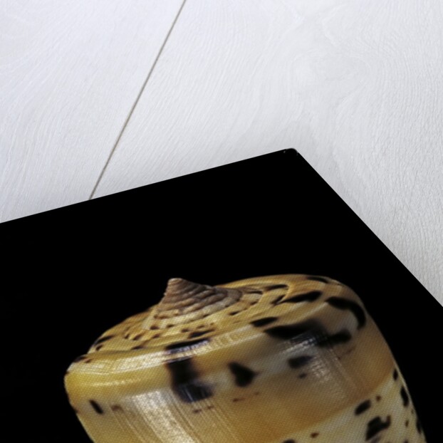 Conus betulinus by Anonymous