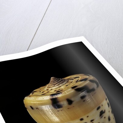 Conus betulinus by Anonymous