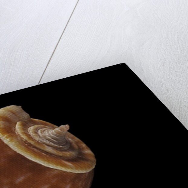 Conus bullatus by Anonymous