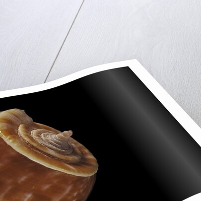 Conus bullatus by Anonymous