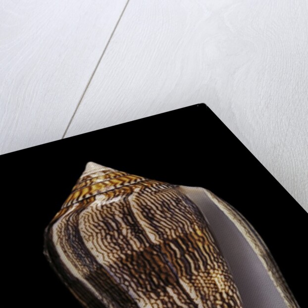 Conus cholmondeleyi by Anonymous