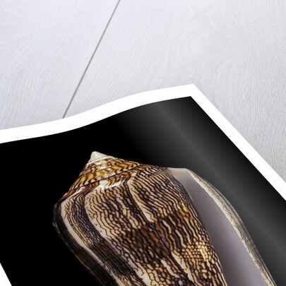 Conus cholmondeleyi by Anonymous