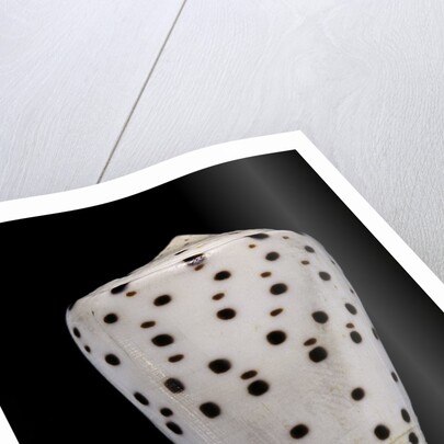Conus eburneus by Anonymous