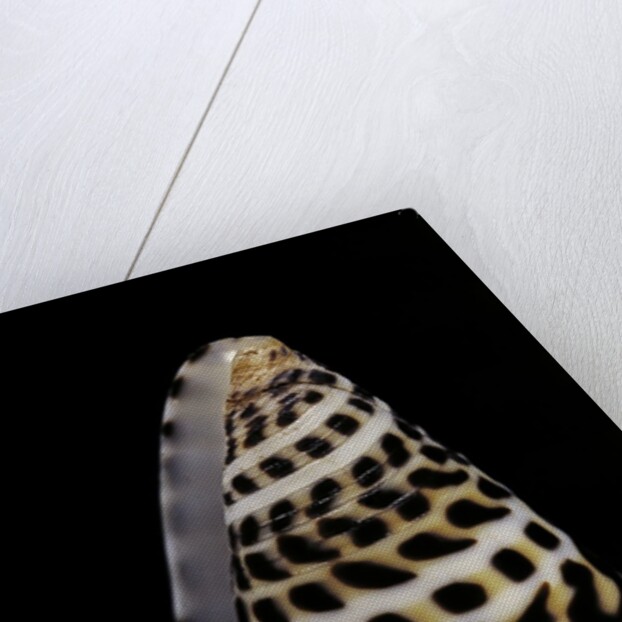 Conus eburneus polyglotta by Anonymous