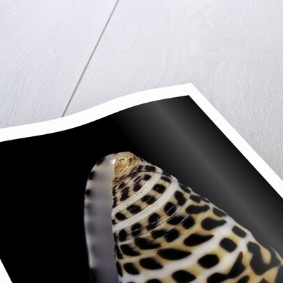 Conus eburneus polyglotta by Anonymous