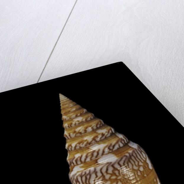 Conus excelsus by Anonymous
