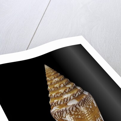 Conus excelsus by Anonymous