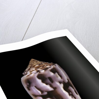 Conus gubernator by Anonymous
