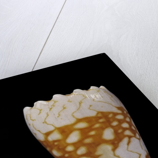 Conus vidua by Anonymous