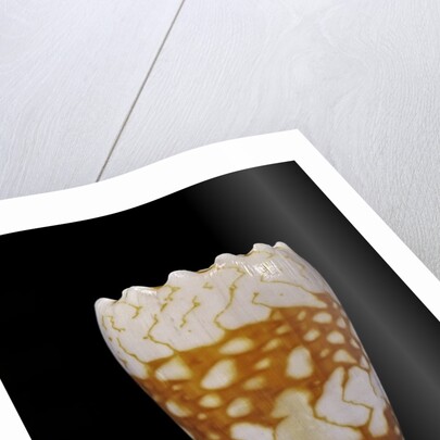 Conus vidua by Anonymous
