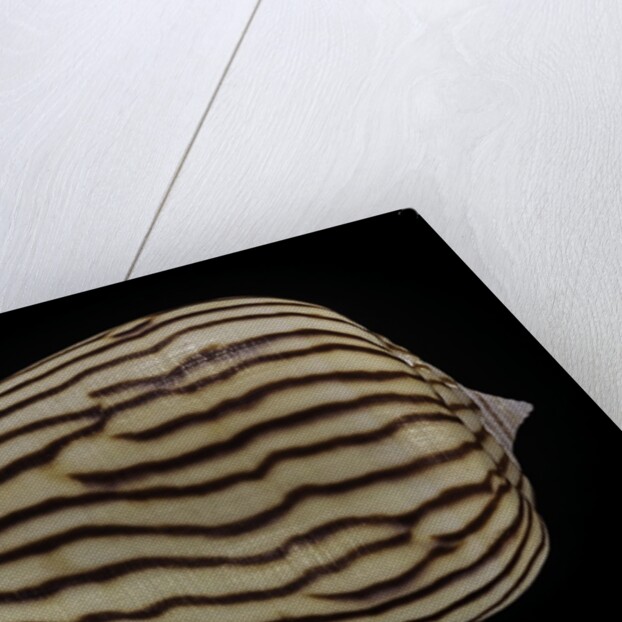 Conus zebroides by Anonymous