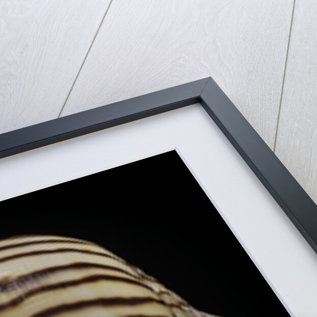 Conus zebroides by Anonymous