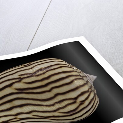 Conus zebroides by Anonymous