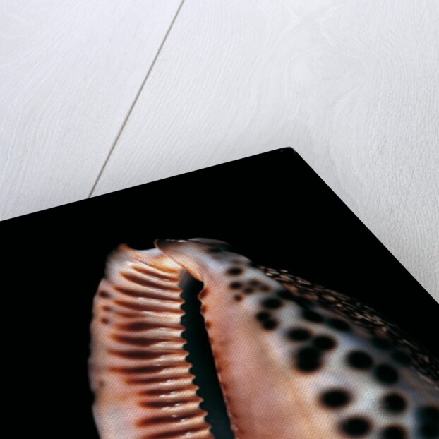Cypraea arabica by Anonymous