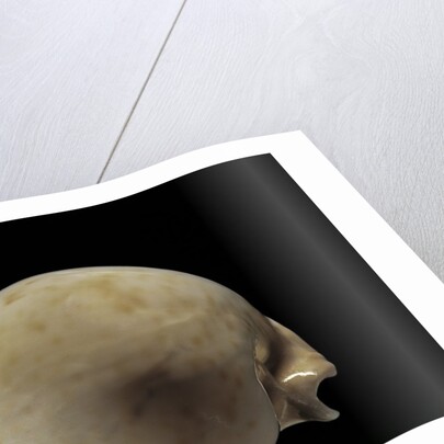 Cypraea hesitata by Anonymous