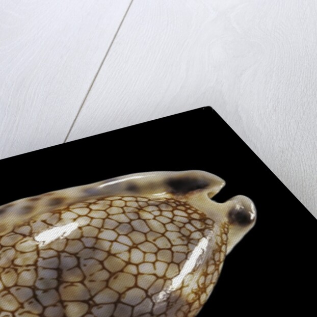 Cypraea histrio by Anonymous