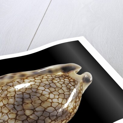 Cypraea histrio by Anonymous