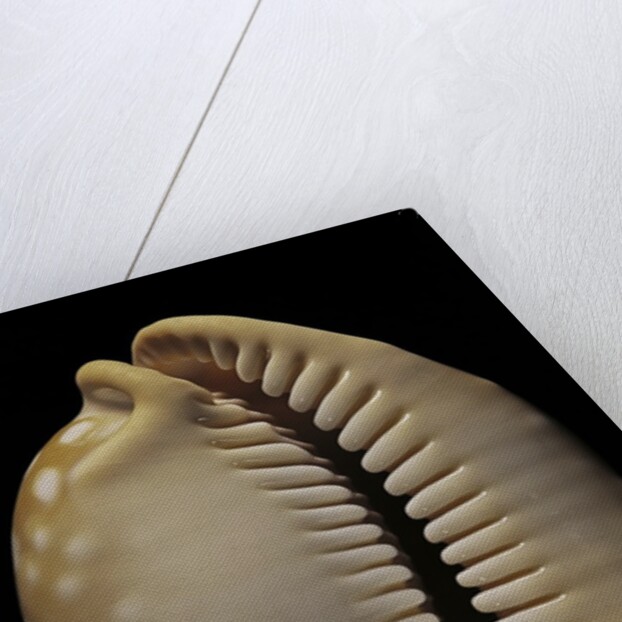 Cypraea leucodon by Anonymous