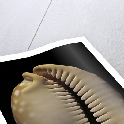 Cypraea leucodon by Anonymous