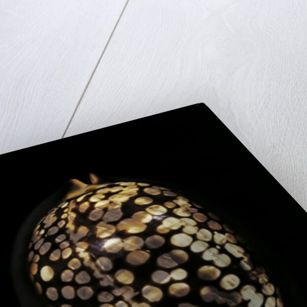 Cypraea mauritiana by Anonymous