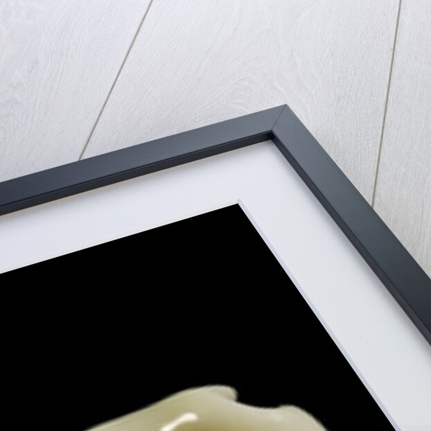 Cypraea moneta by Anonymous