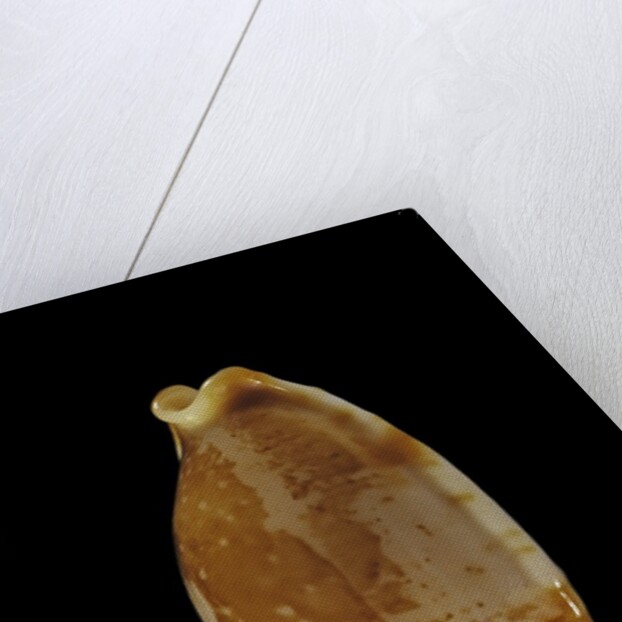 Cypraea stolida by Anonymous