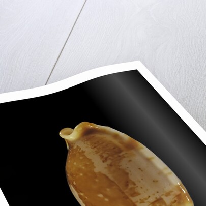 Cypraea stolida by Anonymous