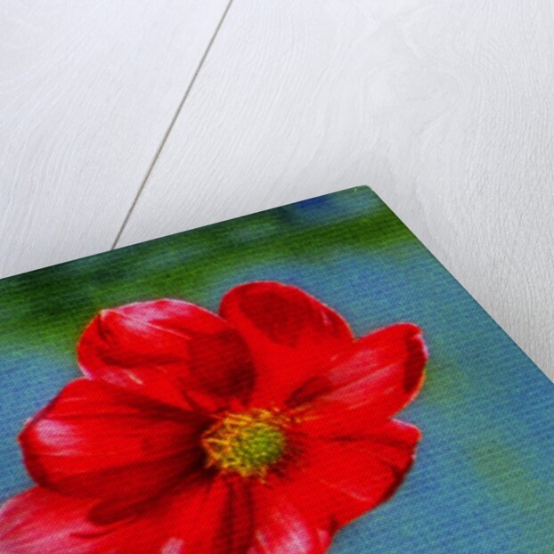 Red Flower by Anonymous