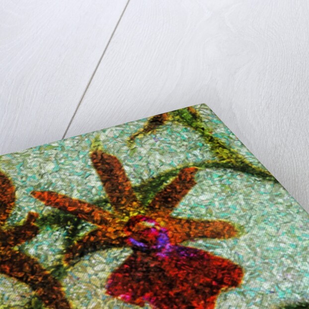 Orchids by Anonymous