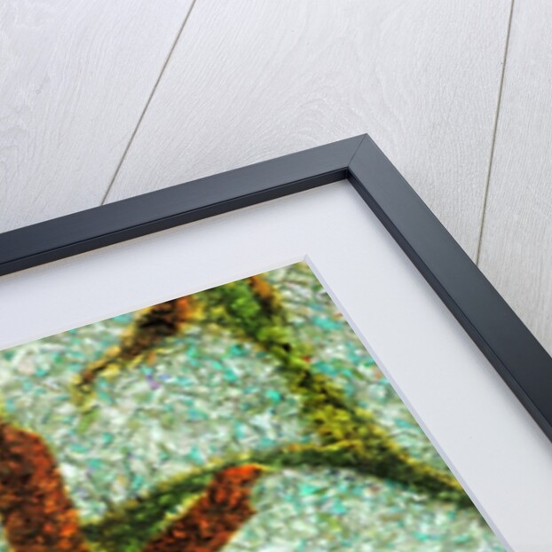 Orchids by Anonymous