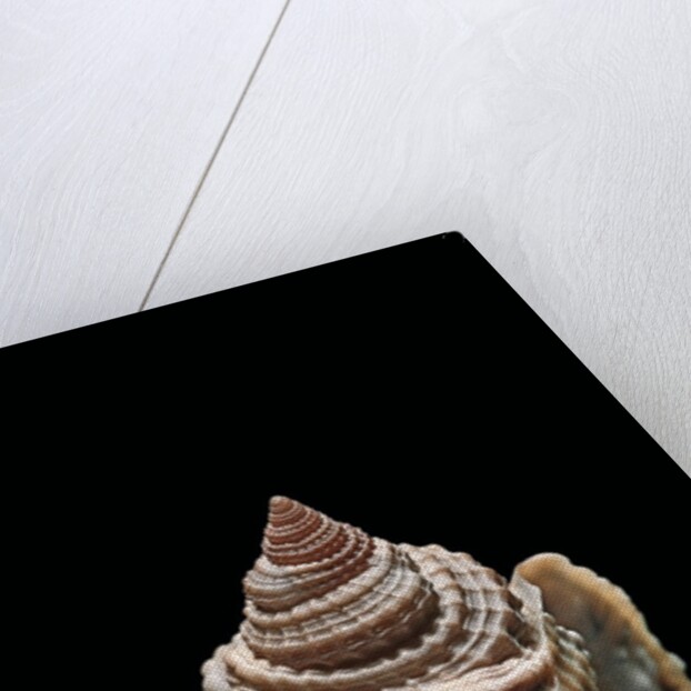 Distorsio decipiens by Anonymous