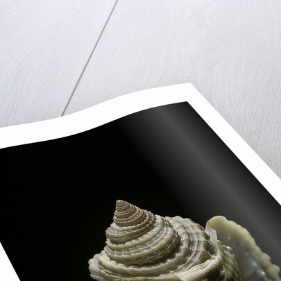 Distosio decipiens by Anonymous