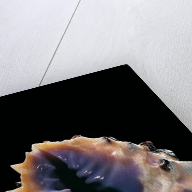 Drupa morum by Anonymous