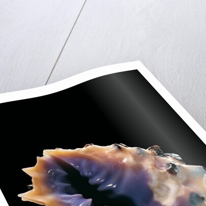 Drupa morum by Anonymous