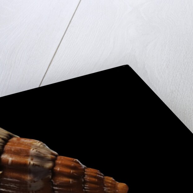 Festilyria festiva by Anonymous