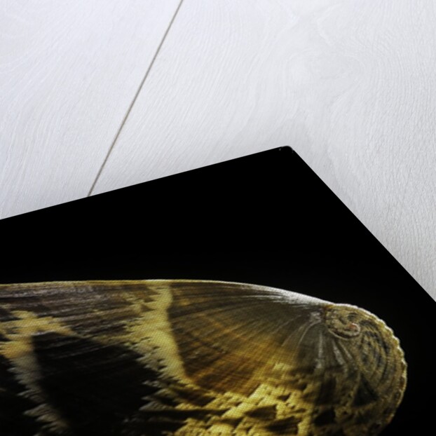 Haliotis asinina by Anonymous