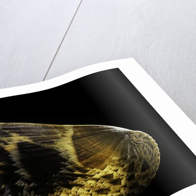 Haliotis asinina by Anonymous