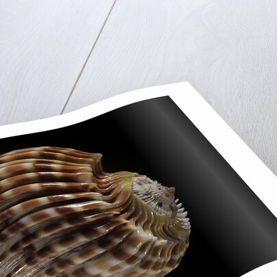 Harpa costata by Anonymous