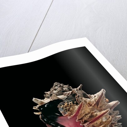 Hexaplex regius by Anonymous