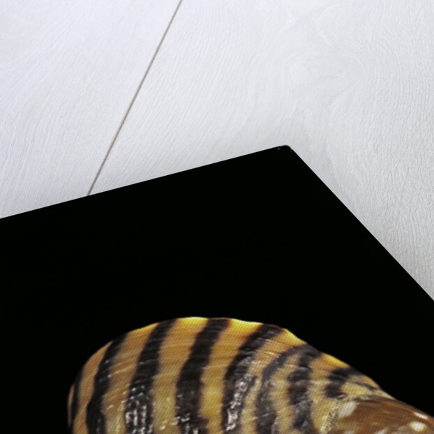 Littorina zebra by Anonymous