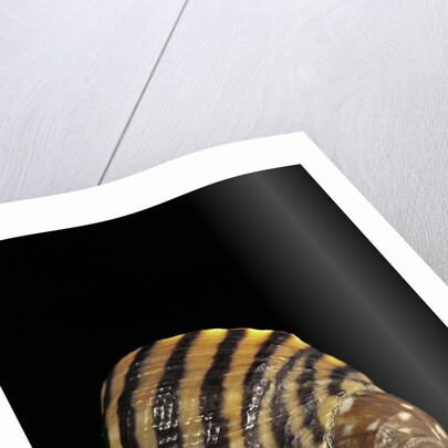Littorina zebra by Anonymous